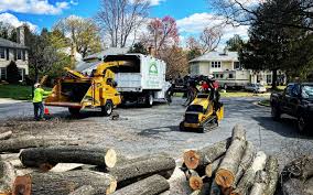  Sacramento, CA Tree Removal Pros