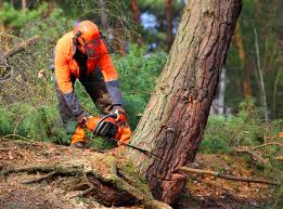 Best Lawn Maintenance Plans  in Sacramento, CA
