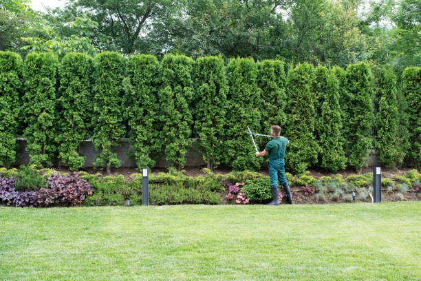 Best Aeration Services  in Sacramento, CA