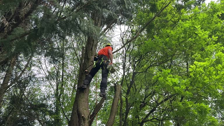 Best Fruit Tree Pruning  in Sacramento, CA