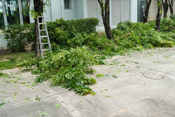 Best Tree Maintenance Programs  in Sacramento, CA