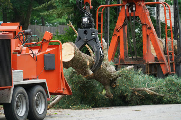 Sacramento, CA Tree Removal Company